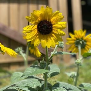 Meet your Posher, Dana